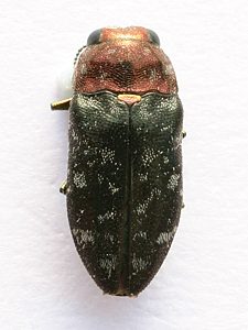 Diphucrania aenigma, PL0024, female, from Leucopogon parviflorus, SE, 6.3 × 2.7 mm